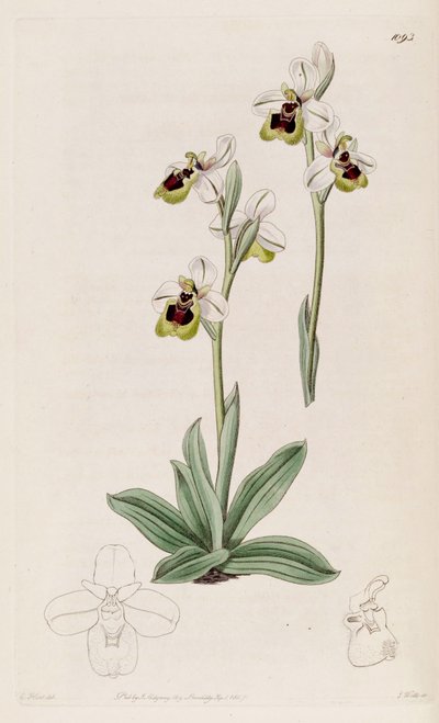 Illustration of Ophrys tenthredinifera by M. Hart